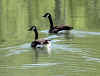 ducks.jpg (400424 bytes)