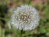 fuzzy.jpg (297132 bytes)