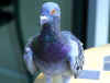 pigeon2.jpg (846893 bytes)