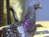 pigeon3.jpg (903277 bytes)