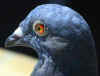 pigeon.jpg (863073 bytes)