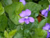 purple.jpg (351495 bytes)