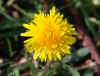 yellow_flower2.jpg (217326 bytes)