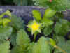 yellow_flower.jpg (338740 bytes)